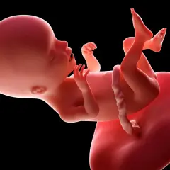 Płód w 17 tygodniu ciąży, rozwijający się w macicy. Dziecko ma już ukształtowane paluszki i zaczyna aktywnie się poruszać.