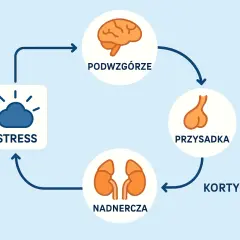 Schemat reakcji stresowej: stres, podwzgórze, przysadka, nadnercza i kortyzol.
