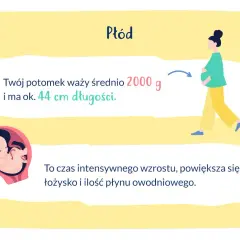 Ilustracja płodu w macicy, ciężarnej kobiety i tekstu o wadze i długości dziecka.