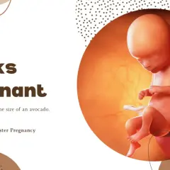 Płód w 16. tygodniu ciąży w macicy, obok napisu "16 Weeks Pregnant".