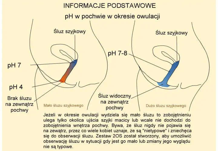 Ilustracja pokazuje zmiany pH i śluzu szyjkowego w pochwie podczas dni płodnych objawy owulacji. Po lewej: niskie pH, brak śluzu. Po prawej: wyższe pH, obfity śluz.