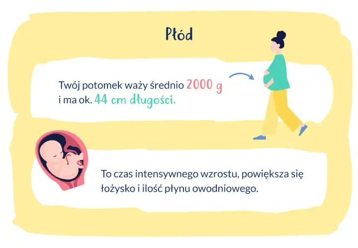 Ilustracja płodu w macicy, ciężarnej kobiety i tekstu o wadze i długości dziecka.