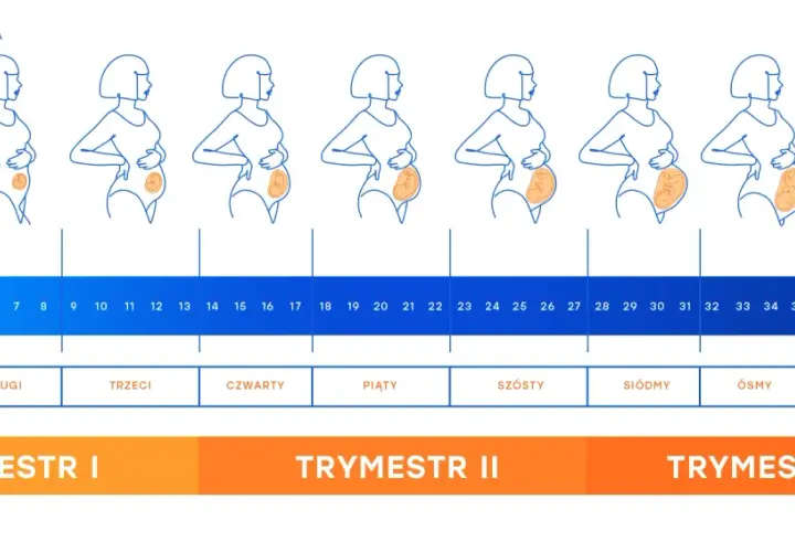 Ilustracja pokazuje zmiany sylwetki kobiety w ciąży tydzień po tygodniu, od 1 do 40 tygodnia. Wykres odpowiada na pytanie, ile dni trwa ciąża, pokazując jej rozwój.