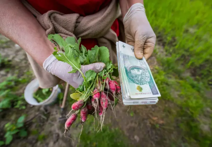 Rzodkiewka z ogródka i stos banknotów. Czy to przyszła emerytura z KRUS?