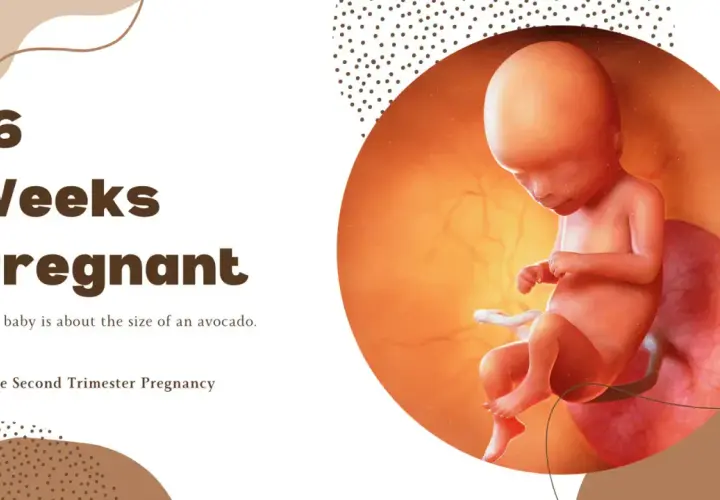 Płód w 16. tygodniu ciąży w macicy, obok napisu "16 Weeks Pregnant".
