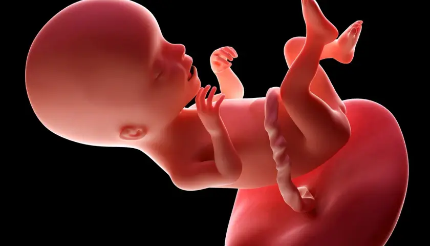 Płód w 17 tygodniu ciąży, rozwijający się w macicy. Dziecko ma już ukształtowane paluszki i zaczyna aktywnie się poruszać.