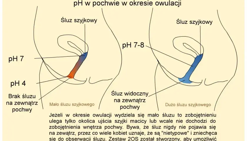 Ilustracja pokazuje zmiany pH i śluzu szyjkowego w pochwie podczas dni płodnych objawy owulacji. Po lewej: niskie pH, brak śluzu. Po prawej: wyższe pH, obfity śluz.