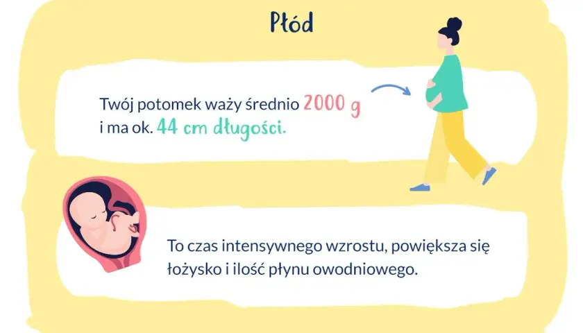 Ilustracja płodu w macicy, ciężarnej kobiety i tekstu o wadze i długości dziecka.