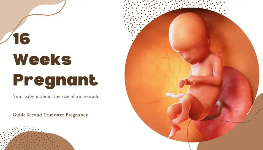 Płód w 16. tygodniu ciąży w macicy, obok napisu "16 Weeks Pregnant".