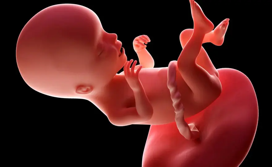 17 tydzień ciąży - Co się dzieje? Rozwój i objawy