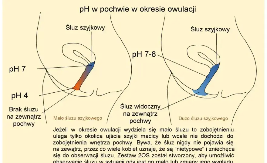 Objawy płodności - Jak je czytać i kiedy działać?