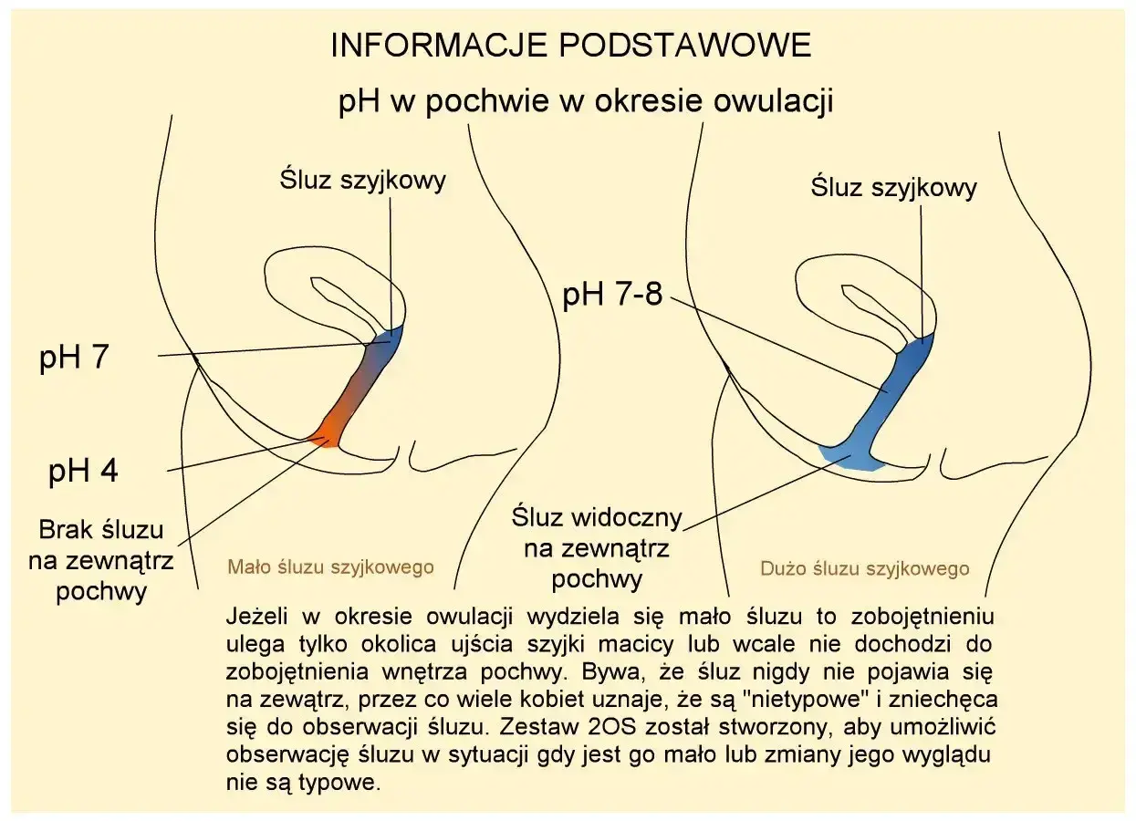 Ilustracja pokazuje zmiany pH i śluzu szyjkowego w pochwie podczas dni płodnych objawy owulacji. Po lewej: niskie pH, brak śluzu. Po prawej: wyższe pH, obfity śluz.