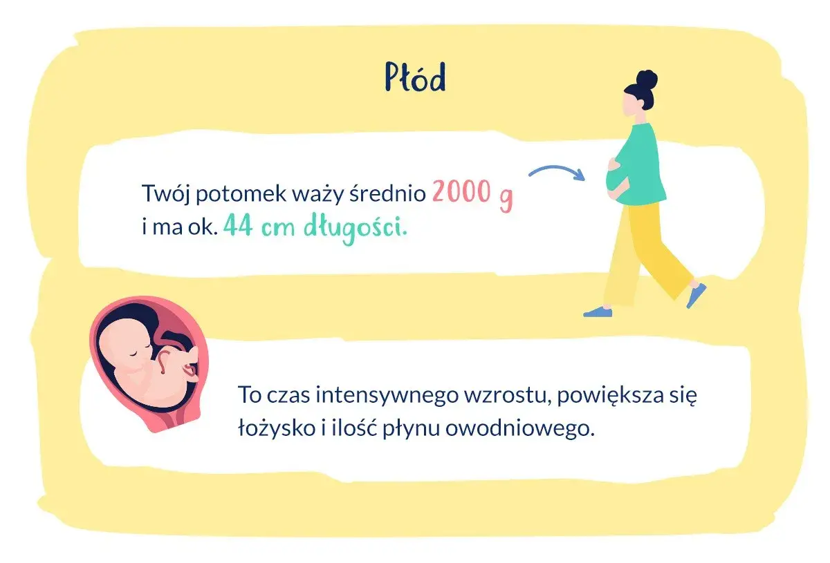 Ilustracja płodu w macicy, ciężarnej kobiety i tekstu o wadze i długości dziecka.