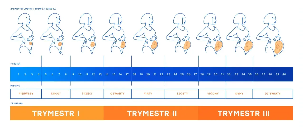 Ilustracja pokazuje zmiany sylwetki kobiety w ciąży tydzień po tygodniu, od 1 do 40 tygodnia. Wykres odpowiada na pytanie, ile dni trwa ciąża, pokazując jej rozwój.