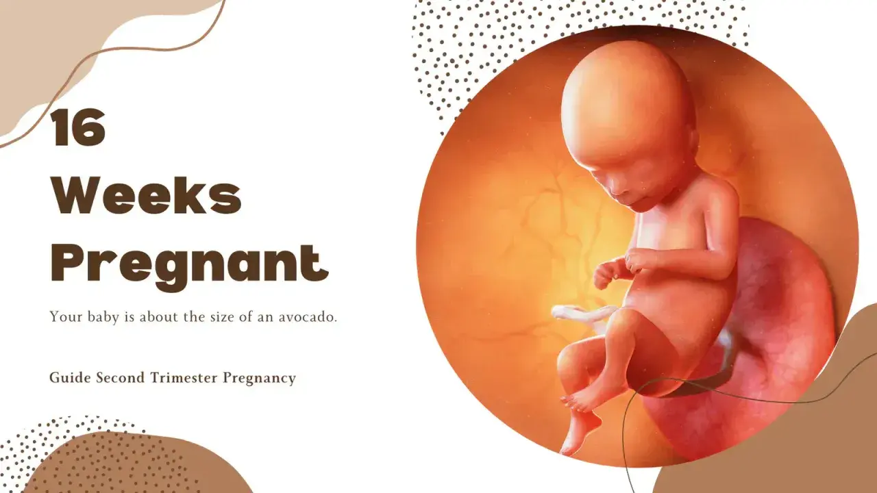 Płód w 16. tygodniu ciąży w macicy, obok napisu "16 Weeks Pregnant".
